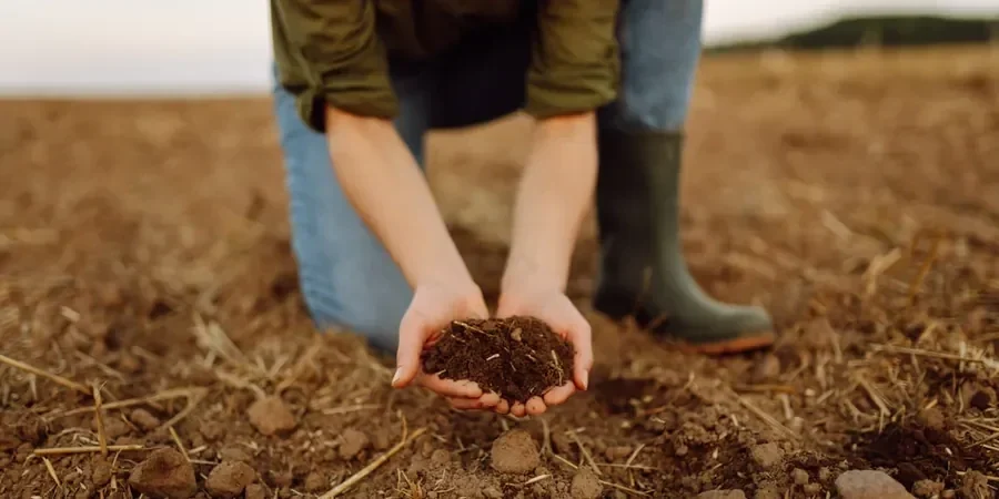 Illustrative image of Organic soil management in Blackburn